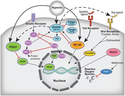 What can the common fruit fly teach us about stroke?: lessons learned from the hypoxic tolerant Drosophila melanogaster